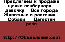 Предлагаем к продаже щенка сенбернара - девочку. - Все города Животные и растения » Собаки   . Дагестан респ.